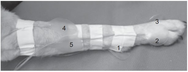 Image Showcasing the Technique and Positioning of Transducers on the Canine Forelimb Employed in This Research Before Stockinette Application.