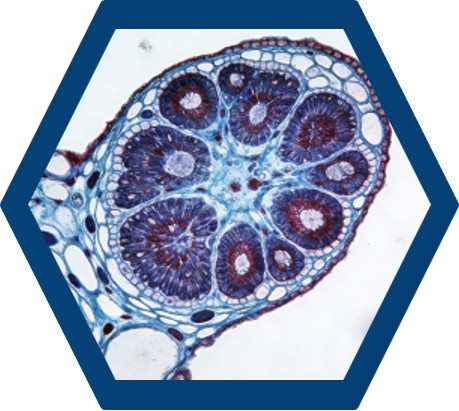 Staining agents for cell and tissue visualization