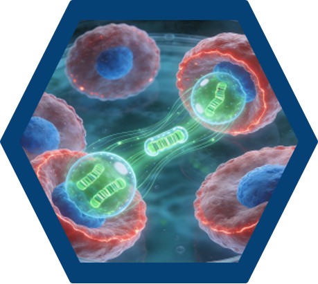 High-efficiency cell transfection reagents for nucleic acid delivery