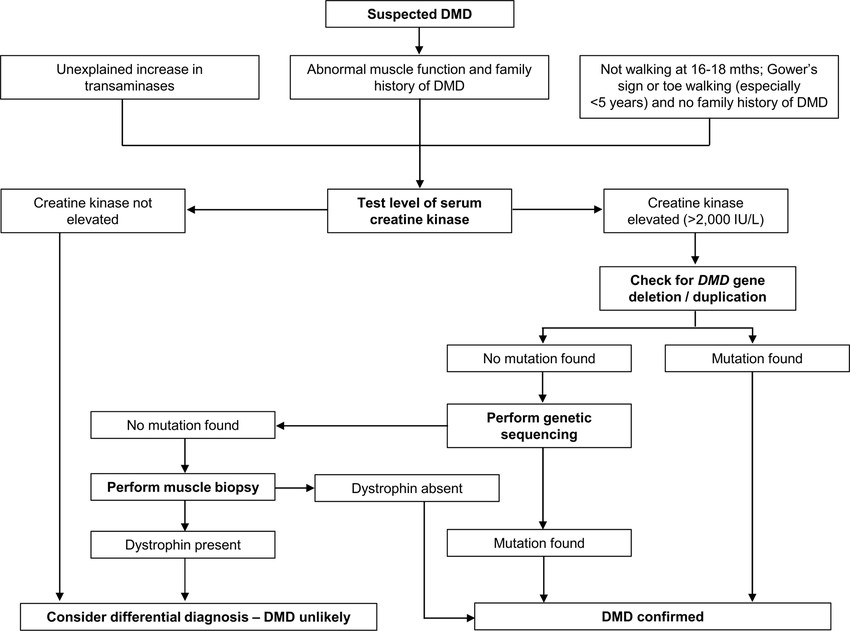 Diagnostic algorithm for Duchenne muscular dystrophy.