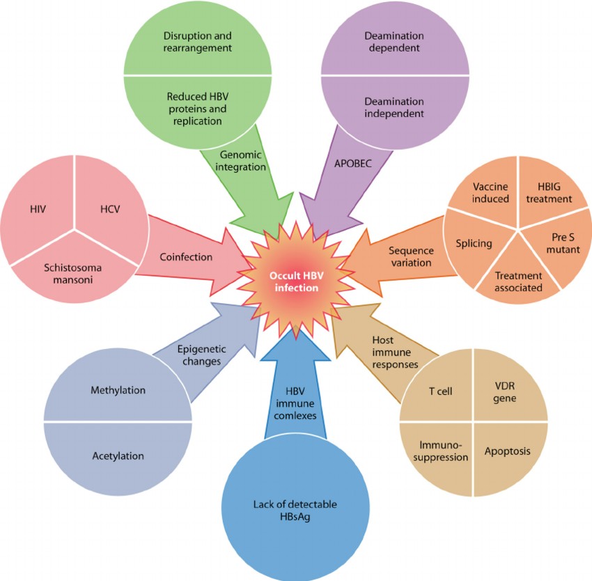 Overview of mechanisms leading to occult hepatitis B virus infection.