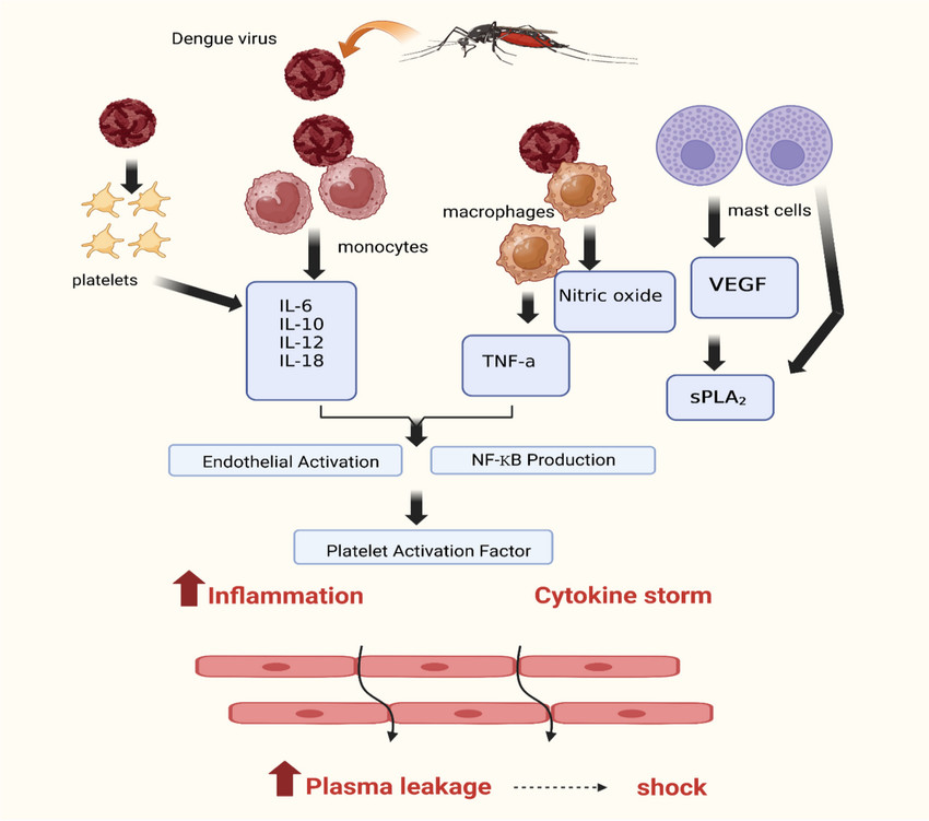 Pathological mechanisms of dengue-induced inflammation and shock.