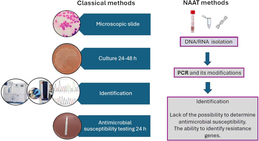 Methods for diagnosing Neisseria gonorrhoeae.