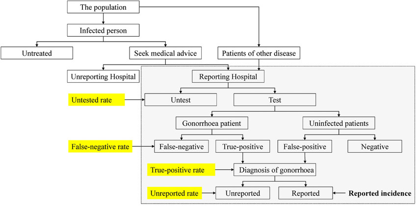 Clinical process of gonorrhea diagnosis.
