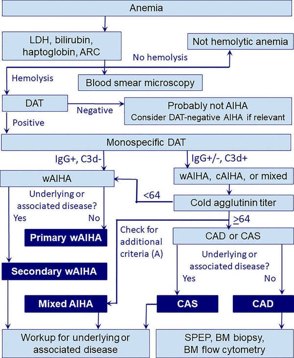 Diagnostic workup in autoimmune hemolytic anemia.